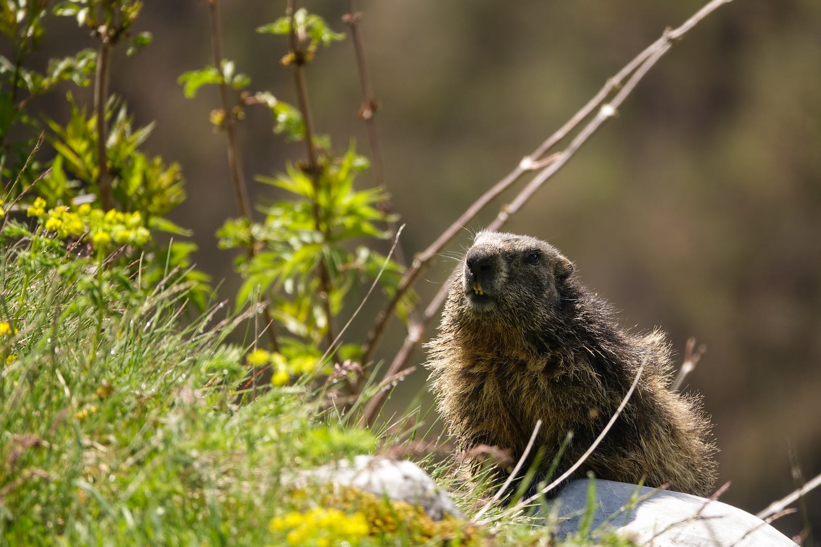 Marmotte Haute-Nendaz