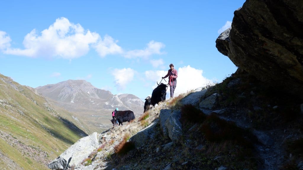 Reiten oder einen Ausflug mit Yaks und Ziegen machen